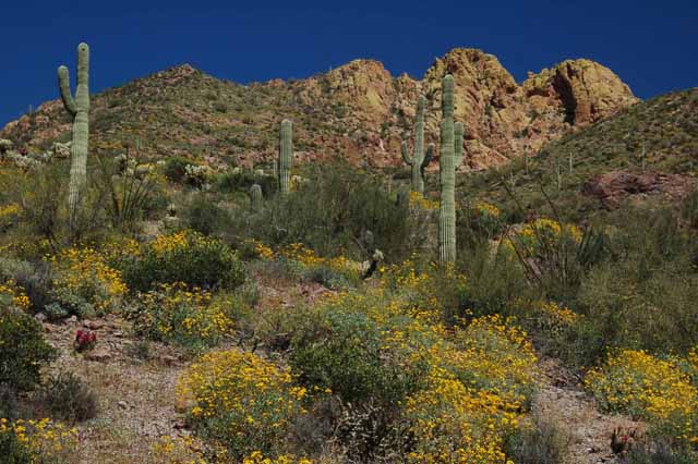 The Superstition Mtns